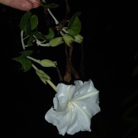 Rivea wightiana R.R.Mill